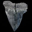 Large, Fossil Mako Shark Tooth - Georgia #75073-1